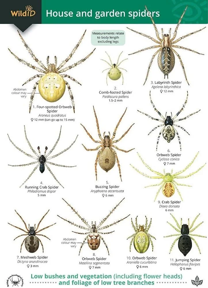 A Guide to House and Garden Spiders