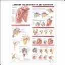 Anatomy and Injuries of the Shoulder Anatomical Chart