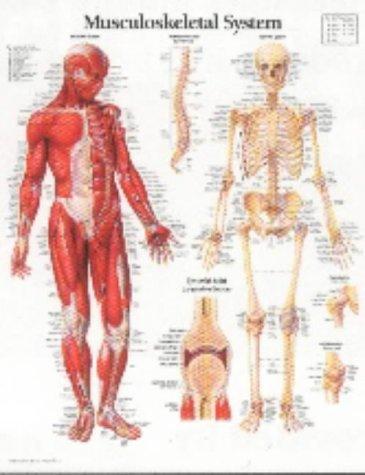 Musculoskeletal System Laminated Poster
