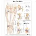 Hip and Knee Anatomical Chart