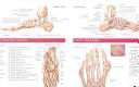 Anatomy and Injuries of the Foot and Ankle