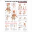 Anatomy and Injuries of the Hand and Wrist Anatomical Chart