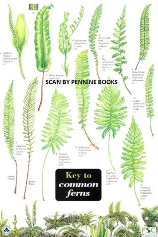 Key to Common Ferns