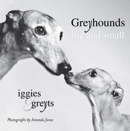 Greyhounds Big And Small : Iggies and Greyts