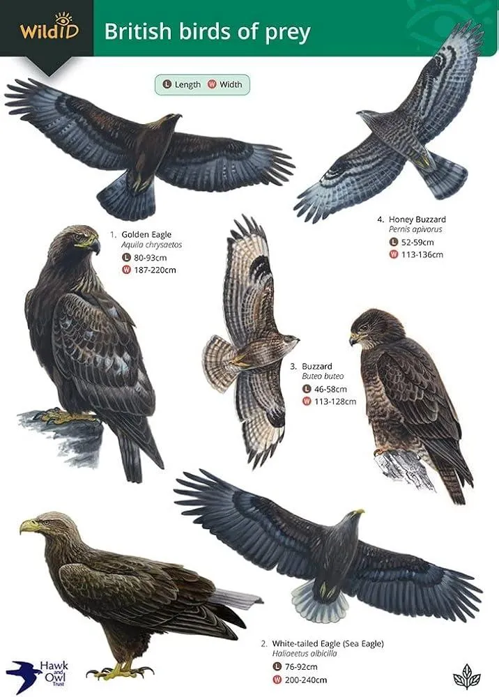 Guide to British Birds of Prey