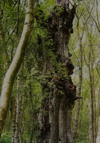 The Natural World of Winnie-the-Pooh : A Walk Through the Forest that Inspired the Hundred Acre Wood