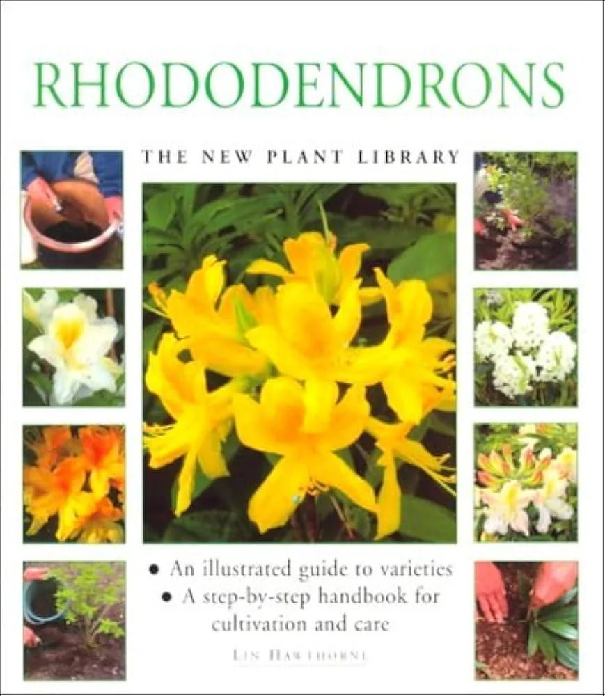 Rhododendrons