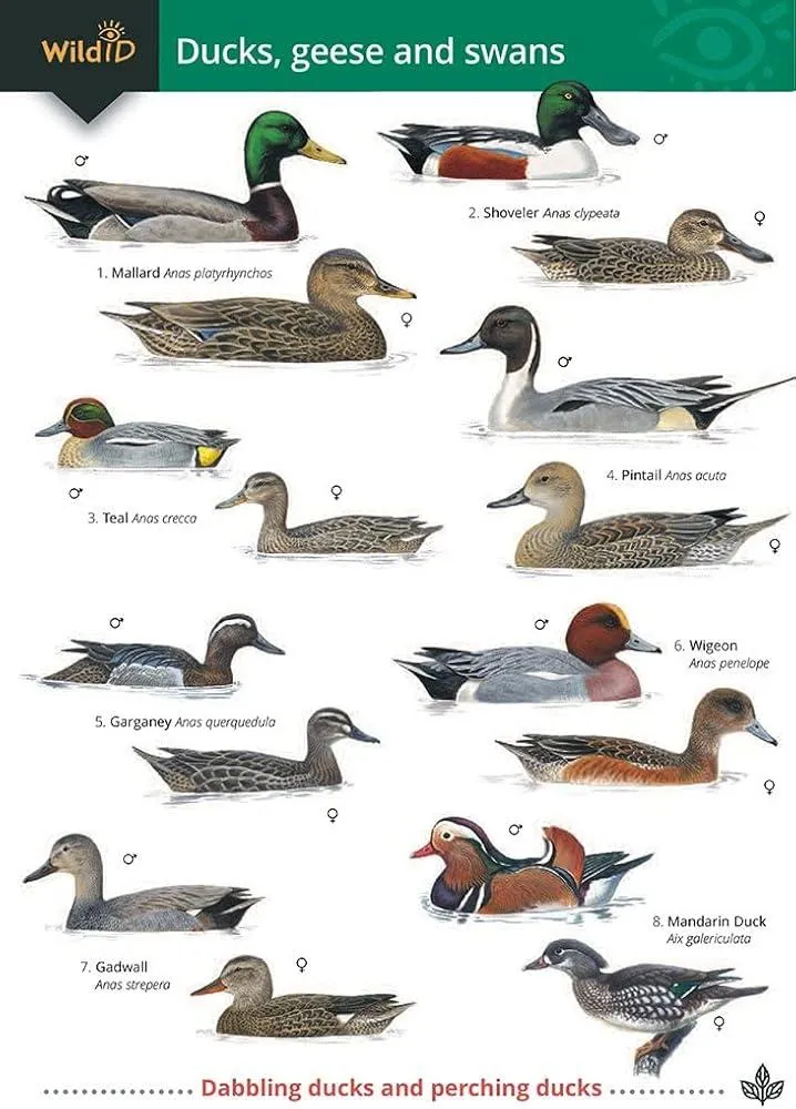 Ducks, Geese and Swans