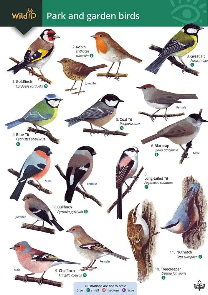 Park and garden birds