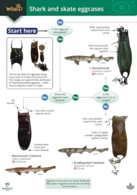 Shark and skate eggcases