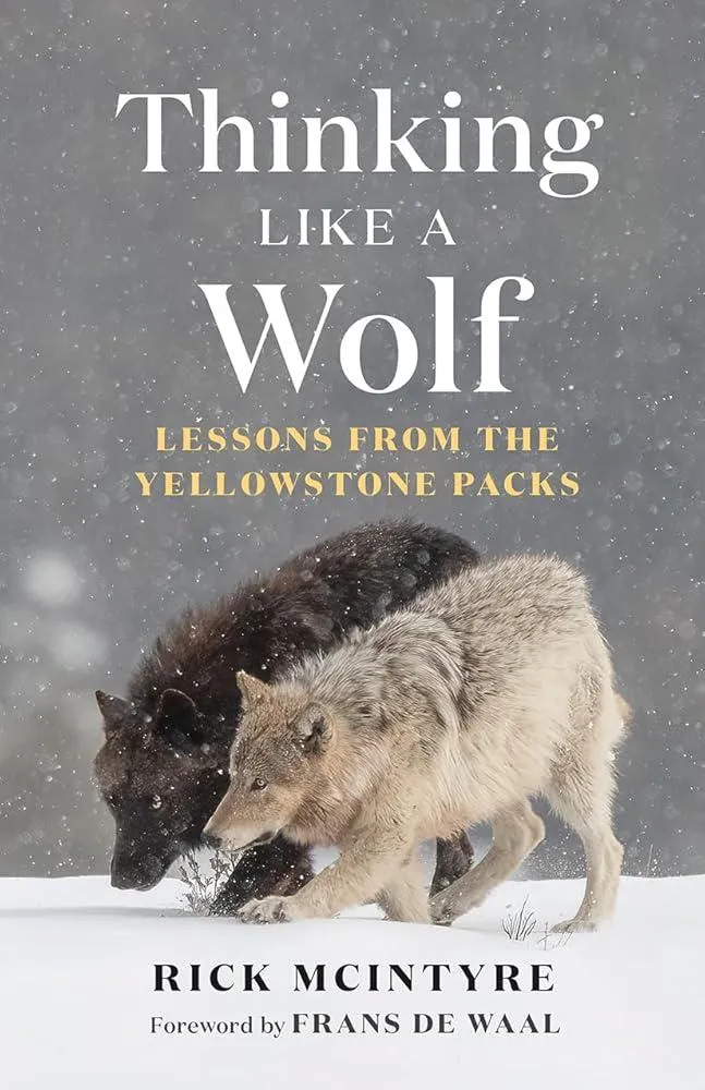 Thinking Like a Wolf : Lessons From the Yellowstone Packs