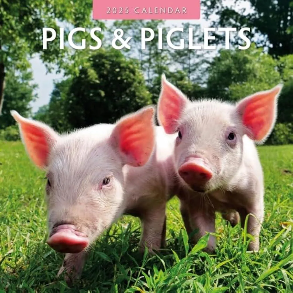 Pigs & Piglets 2025 Square Wall Calendar