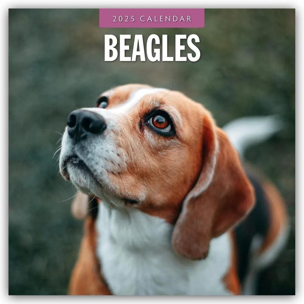 Beagles 2025 Square Wall Calendar