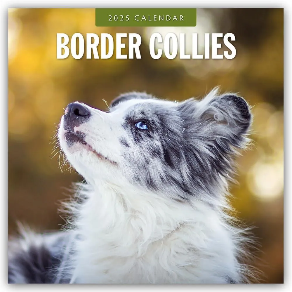 Border Collies 2025 Square Wall Calendar