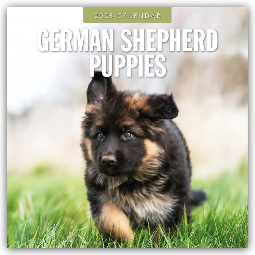 German Shepherd Puppies 2025 Square Wall Calendar