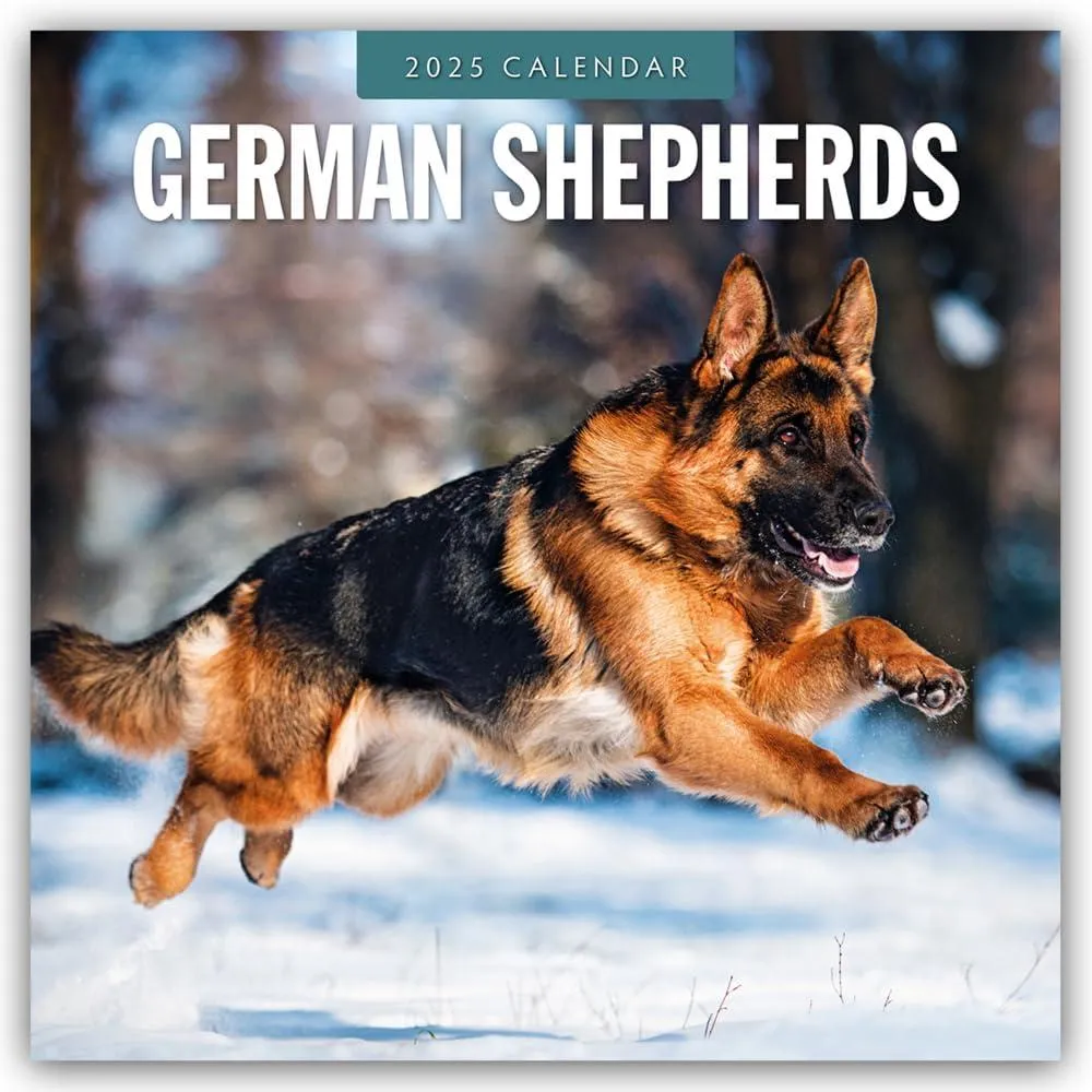 German Shepherds 2025 Square Wall Calendar