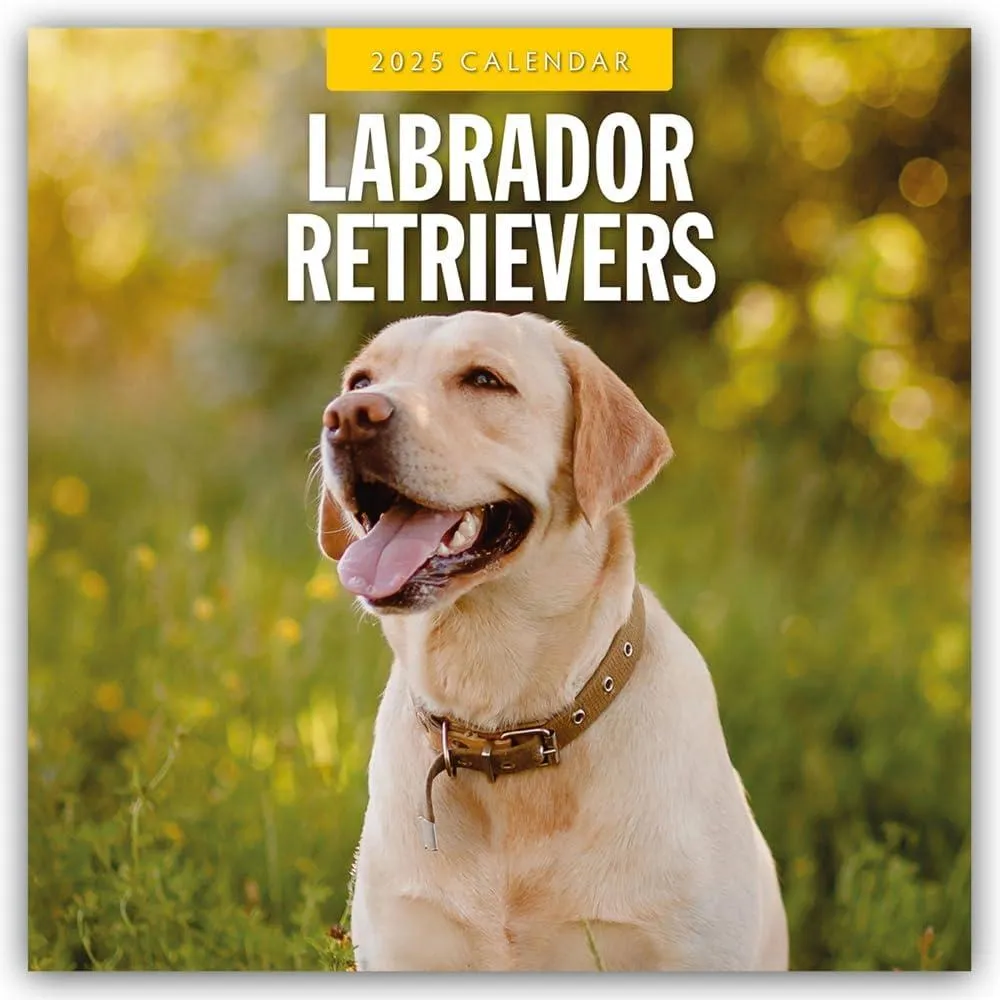 Labrador Retrievers 2025 Square Wall Calendar