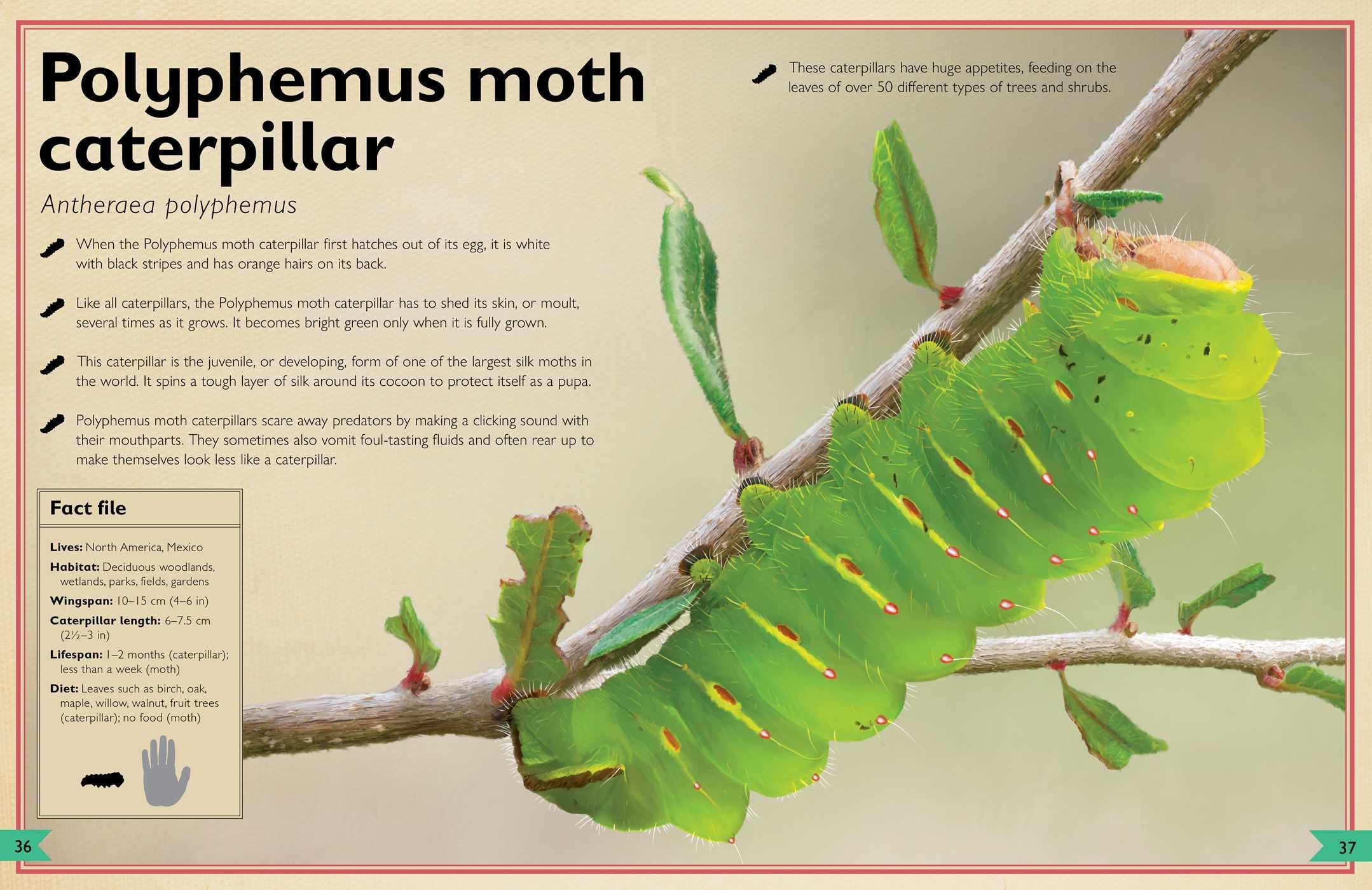 The Magnificent Book of Butterflies and Moths