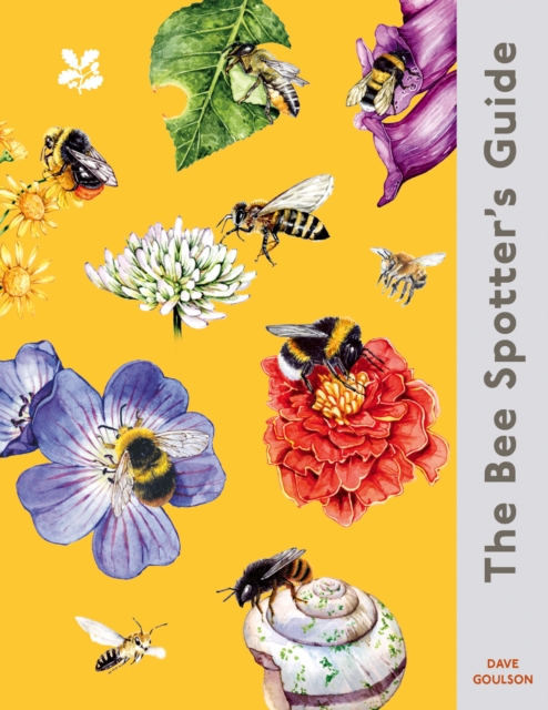 The Bee-Spotter’s Guide