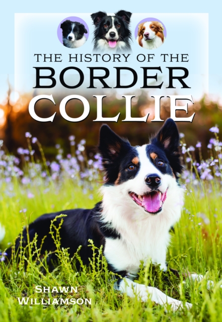 The History of the Border Collie