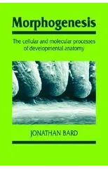Morphogenesis