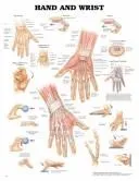 Head and Neck Anatomical Chart