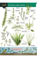 Guide to Commoner Water Plants