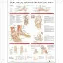 Anatomy and Injuries of the Foot and Ankle