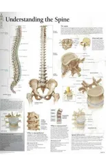 Understanding the Spine Paper Poster