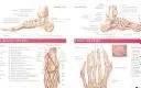 Anatomy and Injuries of the Foot and Ankle