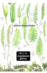 Key to Common Ferns