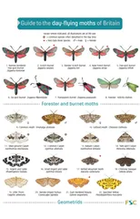 Guide to the Day-Flying Moths of Britain
