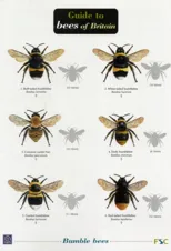 Bees of Britain