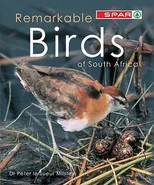 Remarkable birds of South Africa