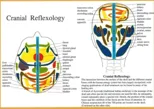Cranial Reflexology -- A4