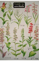 Guide to Orchids