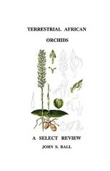 Terrestrial African Orchids