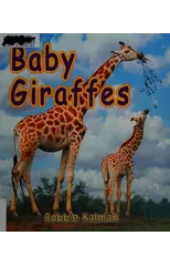 Baby Giraffes