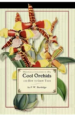 Cool Orchids
