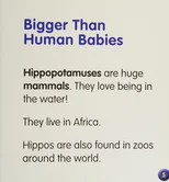 Hippopotamuses