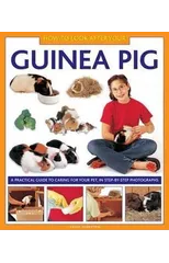 How to Look After Your Guinea Pig