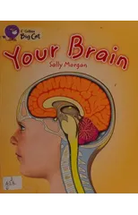 Your Brain