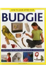 How to Look After Your Budgie