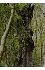 The Natural World of Winnie-the-Pooh