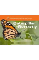 Caterpillar to Butterfly