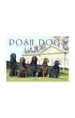 Posh Dogs