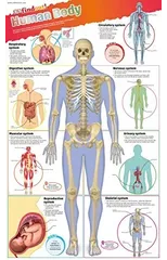 DKfindout! Human Body Poster