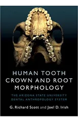 Human Tooth Crown and Root Morphology