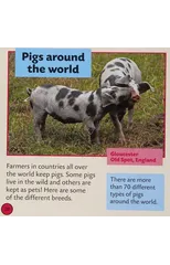 Pig
