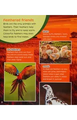 Birds